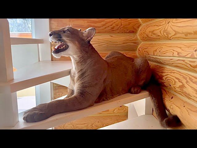 Доброе утро 2 января! Месси настойчиво зовёт Сашу на завтрак. смотреть онлайн