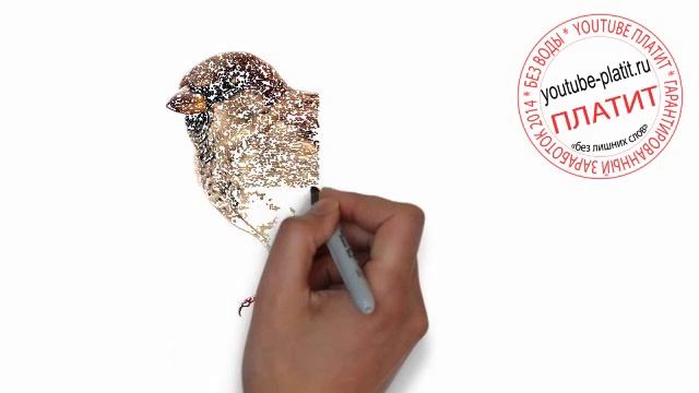 Птицы нарисованные карандашом Как нарисовать птицу на ветке карандашом смотреть онлайн