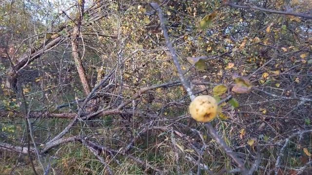 Заросшие яблоневые сады смотреть онлайн