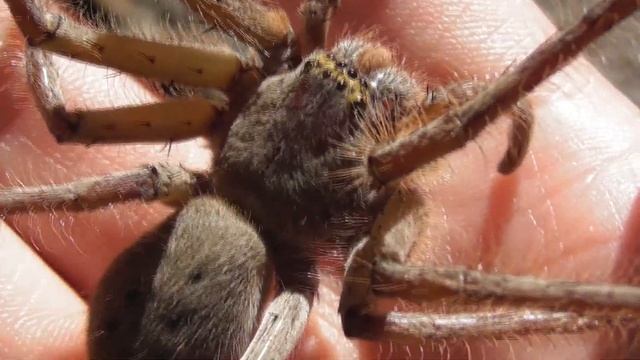 Meet the VIRAL Giant Spider! HUGE Australian Huntsman смотреть онлайн