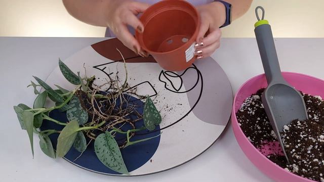 🐞🌞Scindapsus 'Silver Lady