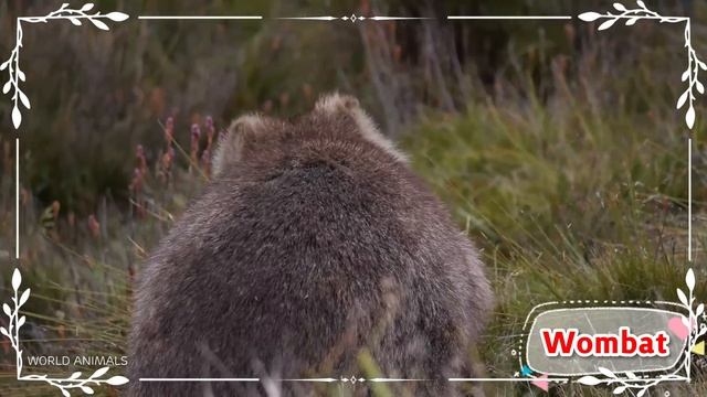Adorable Animal Interactions: Heartwarming and Relaxing Animal Moments with Happy and Cute Sounds смотреть онлайн