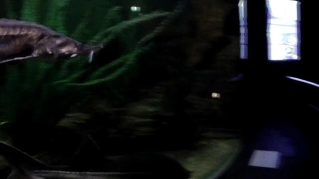 Океанариум Адлер смотреть онлайн