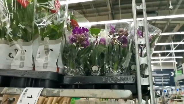 Леруа:ШИКАРНЫЙ завоз ОРХИДЕЙ, 21.04.23.ТЦ "Космопорт", Самара, ул. Дыбенко, 30. смотреть онлайн