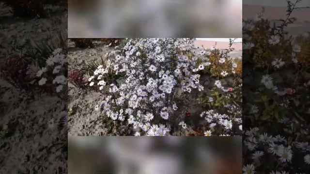 Барвистий квітник у нашому садочку восени смотреть онлайн