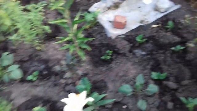 КАКИЕ ЦВЕТЫ ПОДХОДЯТ ДЛЯ ПОСАДКИ ВДОЛЬ ДОРОЖКИ. смотреть онлайн