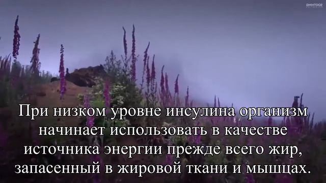 Тренироваться полезнее до завтрака — Статья смотреть онлайн