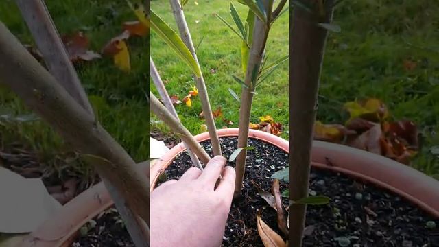 Олеандр уход и формирование растения