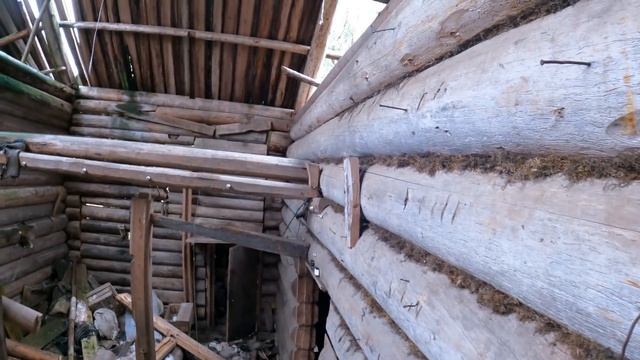 Едем за грибами в лес. Где растут рыжики. смотреть онлайн