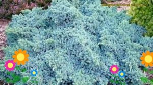 Можжевельник чешуйчатый голубая звезда (блю стар). Краткий обзор, описание характеристик