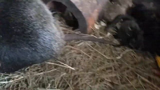 нутрии разведение и содержание в домашних условиях смотреть онлайн