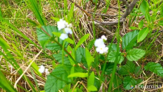 Природа тундры смотреть онлайн