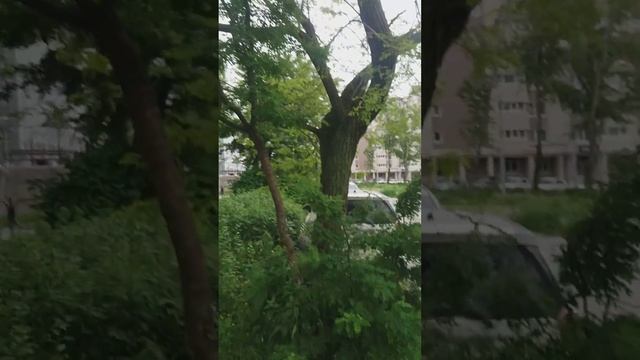 Акация желтая смотреть онлайн