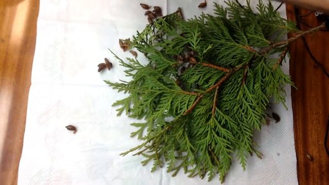 Когда и как собирать семена туи западной. смотреть онлайн