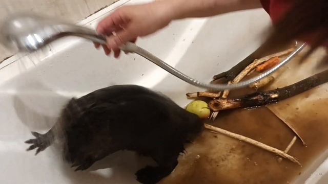 27.10.23. добрейший бобрейший 2 смотреть онлайн