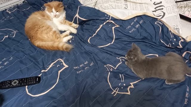Котёнок охотится на Рыжего!?❤️? смотреть онлайн