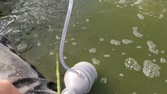 4й день, после известкования воды в пруду, лучше не стало, лучше бы не трогал. Разведение карпов ко смотреть онлайн