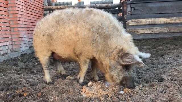 2 недели до опороса Венгерской пуховой мангалицы обзор смотреть онлайн