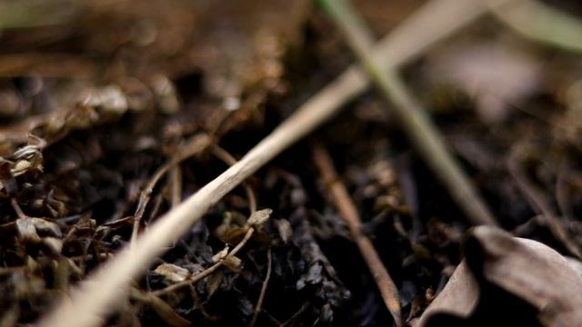 Canon R7 Camera Test // Canon EOS R7 Video Test смотреть онлайн