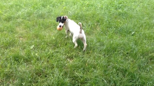 Как правильно обрезать ногти собаке смотреть онлайн