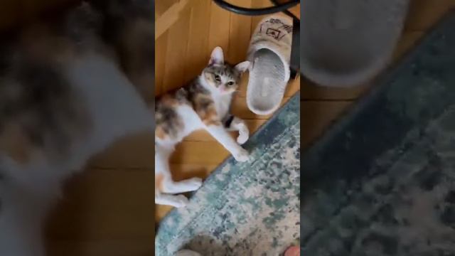 котенок Маня и тапок. Киса ищет дом. Приют. Петербург. смотреть онлайн