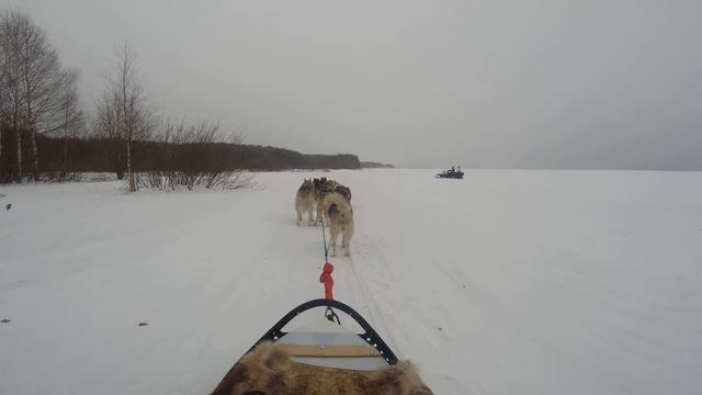 Супер гонка на упряжке собак. Вид от первого лица. смотреть онлайн