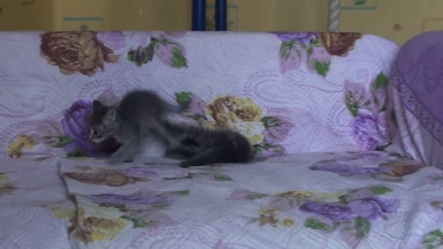 Котята ищут дом и друзей смотреть онлайн