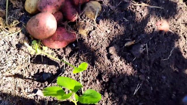 отличный урожай картофеля без труда смотреть онлайн