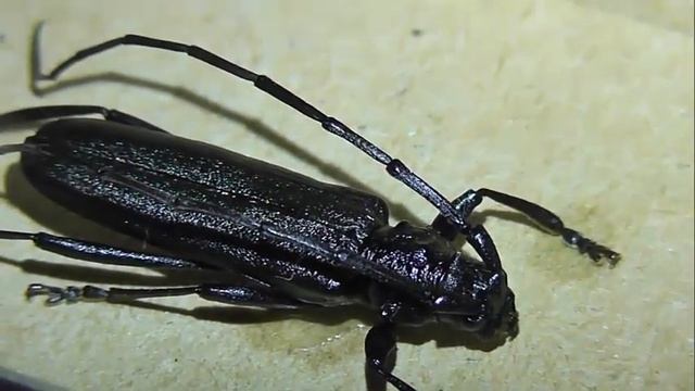 Aromia moschata (усач мускусный) смотреть онлайн