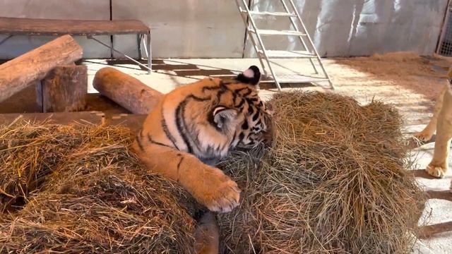 полосатые и неполосатые рады сену смотреть онлайн