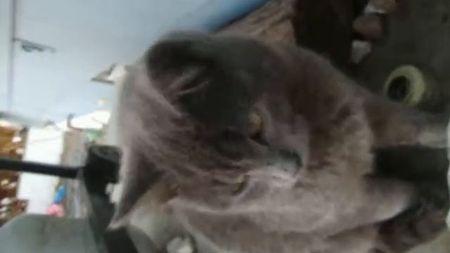 sara and sam chronicles~hunt for bluie смотреть онлайн