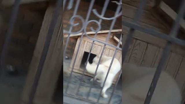 Собаки, белые хаски с голубыми глазами ,колли Лойд и Арес смотреть онлайн