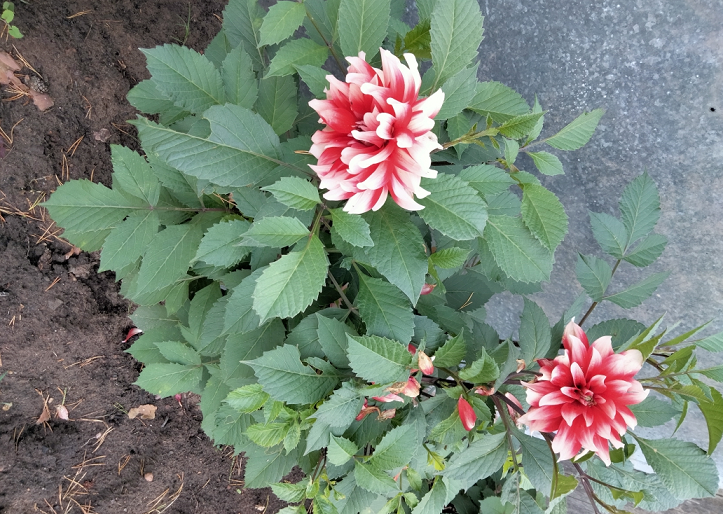 ЦВЕТЫ В САДУ ОСЕНЬЮ смотреть онлайн