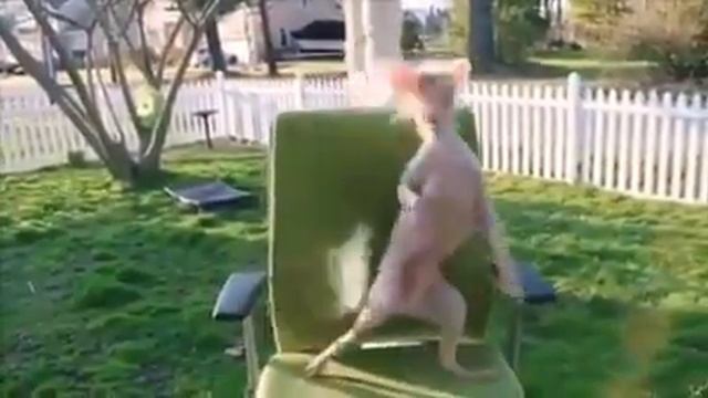 Танец собаки смотреть онлайн