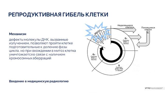 Лекция "Введение в медицинскую радиологию" смотреть онлайн