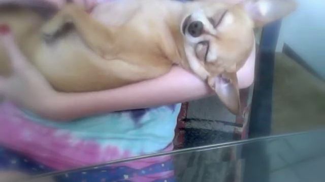 World cutest chihuahua thinks he's a baby! смотреть онлайн