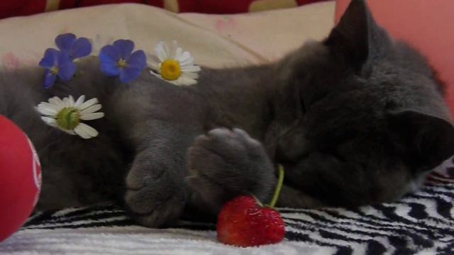 С ДНЁМ ВАРЕНЬЯ КОСТЯ от котика смотреть онлайн
