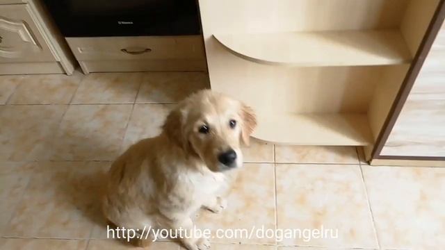 Ляля учится выдержке смотреть онлайн