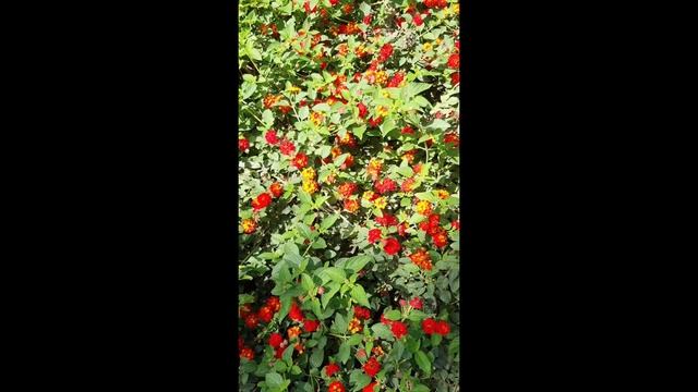 Фет.Заря прощается с землею. смотреть онлайн