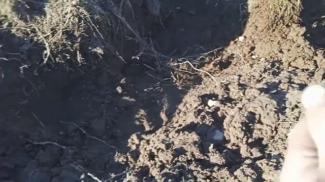 Открытие сезона 2022! совместный коп Quest X5 и Дикого кабана Василия! смотреть онлайн