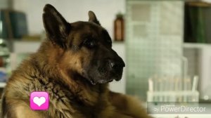 Пёс 3 сезон😻💟Макс и Лена 5 часть 😻💟