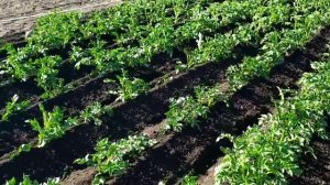 Окучивание картофеля культиватором Крот