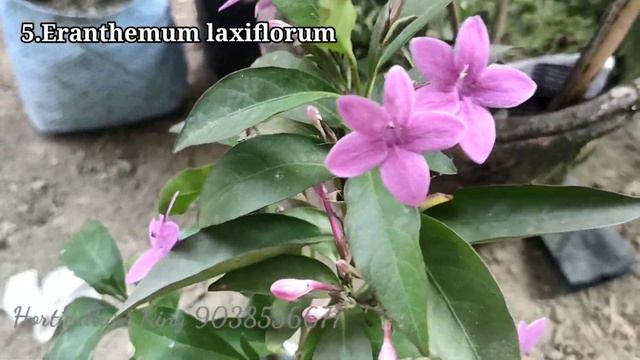 Top 10 flower March -April-May मे छात को सजाने वाले पौधे Best summer flowering plant in India смотреть онлайн