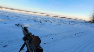 Охота на лису с карабином.