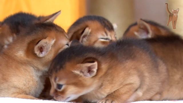 Маленькие абиссинские котята и их кошки-мамы [kotopurrs] смотреть онлайн