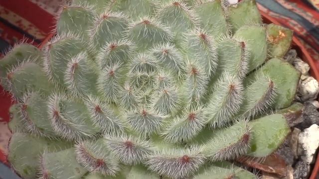 Echeveria setosa - Los Angeles Cactus and Succulent Society Festival 2017 смотреть онлайн