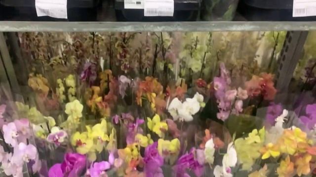 Обзор новой поставки орхидей Флоревиль ??? Москва Ступенский проезд д1 стр 6 смотреть онлайн