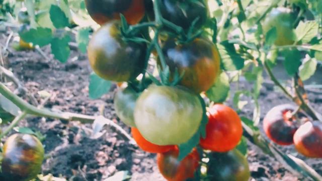 Томат Beautiful Dreamer Прекрасный мечтатель! смотреть онлайн