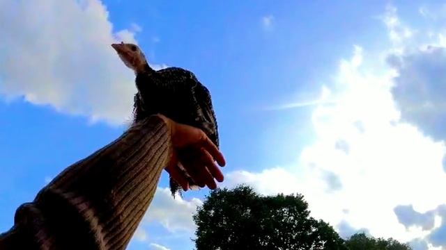 Большая работа маленького фермера|Заготовка кукурузы|Смешали коров и ЧТО получилось|Ферма в Германи смотреть онлайн