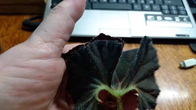 Комнатные растения. Новинки - ризомные видовые бегонии. несколько рексов и абутилон. смотреть онлайн